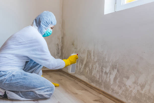 Licensed Basement Mold Remediation service in Flinton, PA - WQB Mold Removal