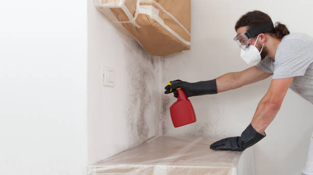 Professional Basement Mold Remediation technician working in Flinton, PA