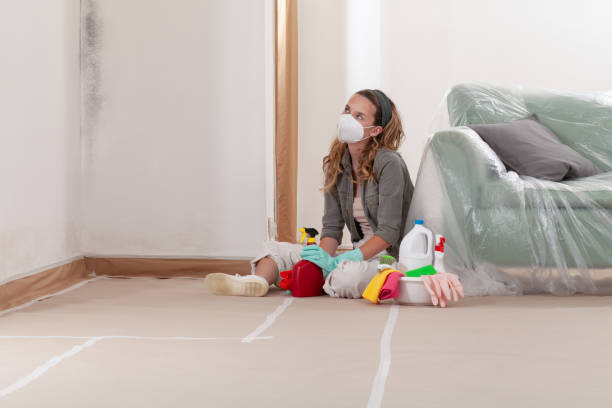 Reliable Basement Mold Remediation contractor in Flinton, PA by WQB Mold Removal