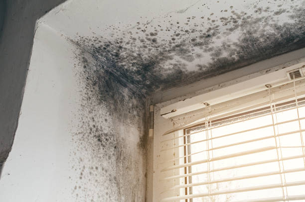 Affordable Basement Mold Remediation solutions in Flinton, PA