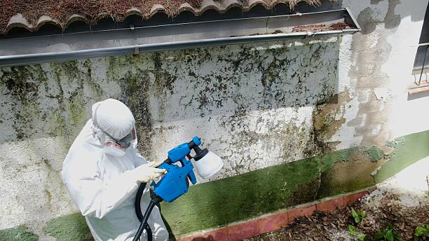 Top rated local Basement Mold Remediation specialists in Flinton, PA